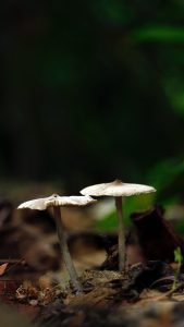 Pourvoirie des Trois Lacs cueillette champignons